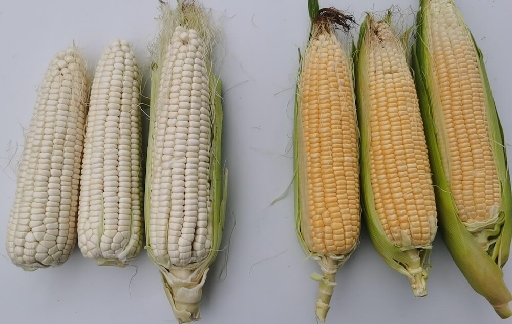 sweet corn vs waxy corn